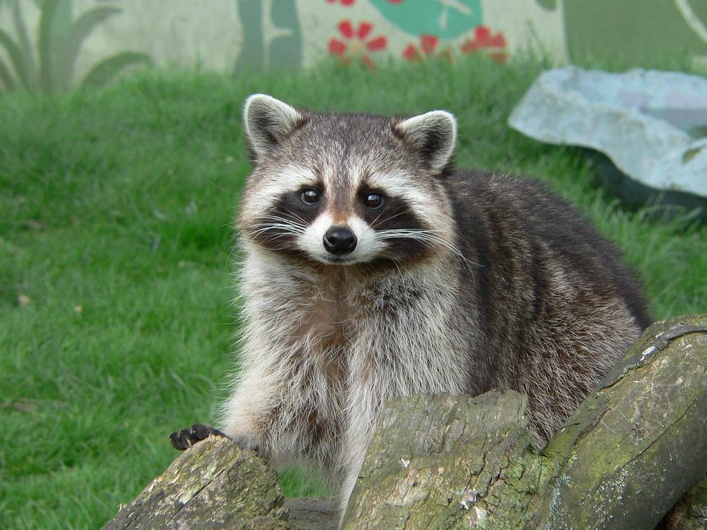 Raccoon Removal in Manitowoc