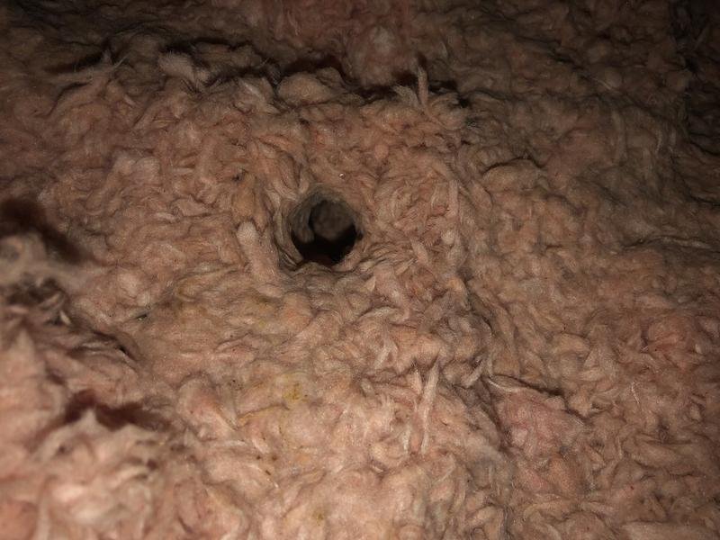 Bat Exclusion in Manitowoc